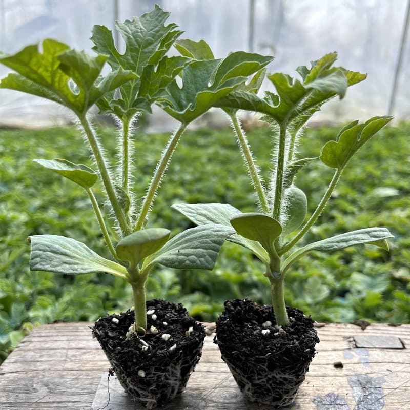 Potted balcony grafted watermelon seedlings 8424 Kirin melon seedlings Southern four-season small watermelon seedlings for planting organic vegetable seedlings