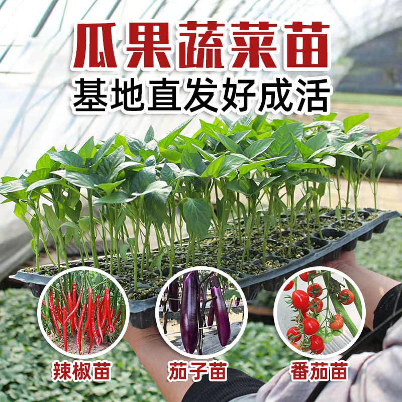 Seasonal vegetable seedlings, tomato seedlings, spring planting seedlings, pepper seedlings, eggplant seedlings, strawberry seedlings, wholesale from base