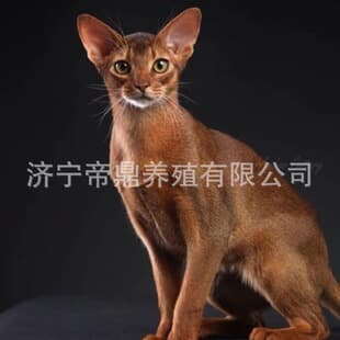 Purebred Abyssinian Kittens Live Blue Abyssinian Fawn Color Ruddy Abyssinian Kittens Live