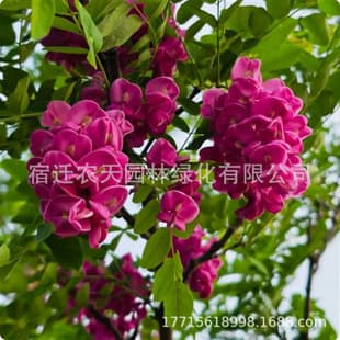 False Indigo Seedlings, Locust Seedlings, Chinese Scholar Tree, Cold and Drought Tolerant, Sand Fixation, Slope Protection, Soil Conservation, Mine and Barren Mountain Revegetation, Small Tree Seedlings