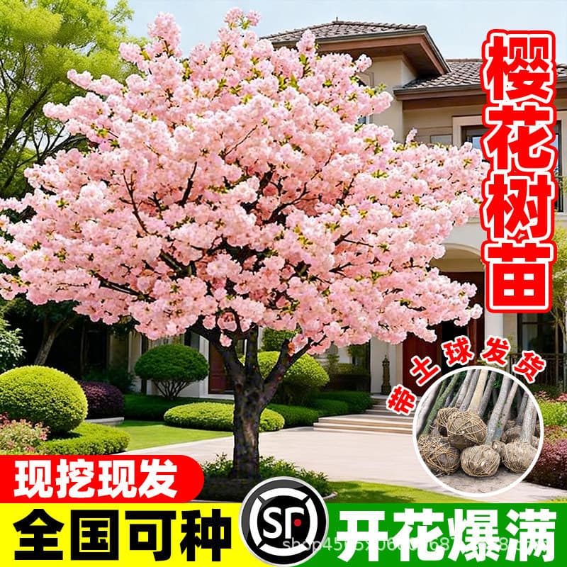 Cherry blossom saplings, large garden trees, Somei Yoshino cherry trees, suitable for planting in northern and southern courtyards and villas, tall and cold-resistant seedlings