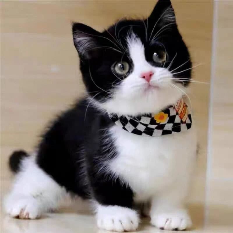 Chinese Domestic Cat: Solid Black, White, Orange, Tabby, Calico, Cow Cat, Tortoiseshell, Live Cat Pet