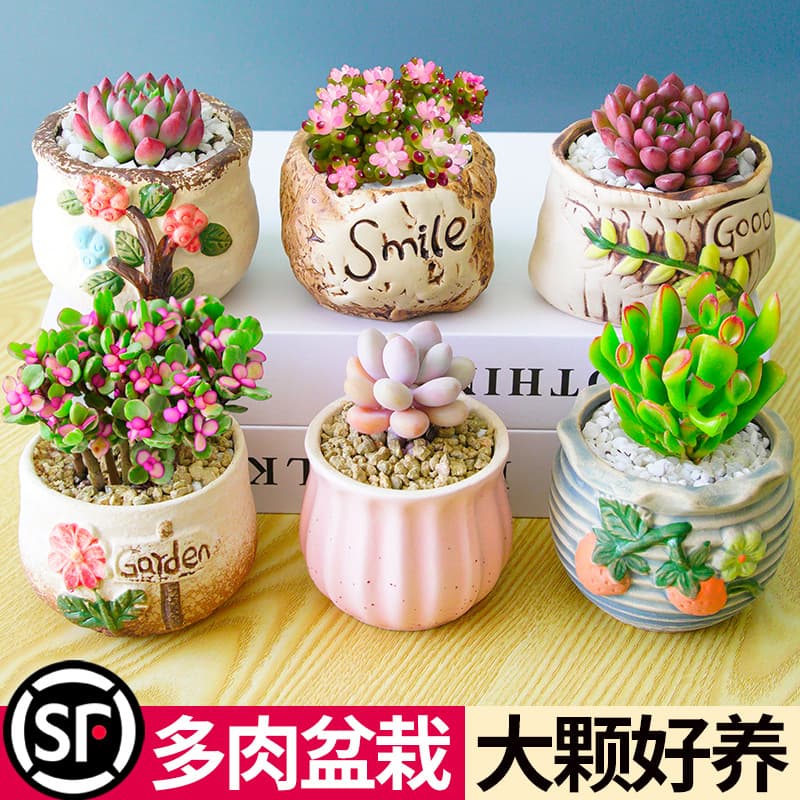 Succulent plant package with ceramic pots and soil, indoor potted Haworthia cooperi, Peach Egg, old stump, high-end cactus green plants
