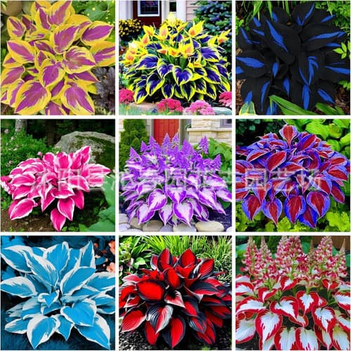 E-commerce Stock Hosta Seeds Cold Tolerant Shade Tolerant Perennial Plantain Lily White Crane Flower Hosta Flower Seeds