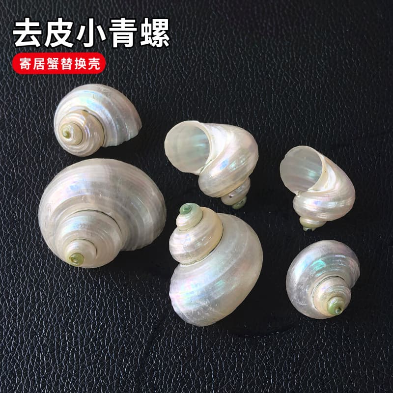 Peeled small green snails, hermit crab replacement shells, natural sea snails, aquarium landscaping decorations, glow-in-the-dark snails wholesale.