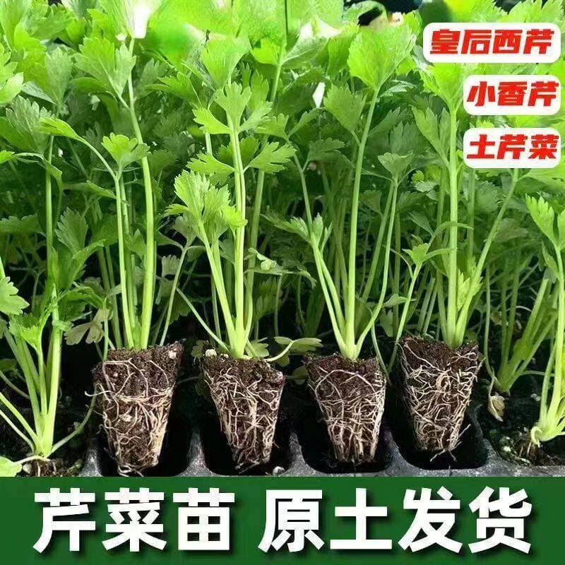 Four Seasons Small Fragrant Celery Seedlings, Western Celery Seedlings, Mountain Celery Seedlings, Celery Seedlings, Vegetable Seedlings, Root Plants, Potted Plants, Balcony, Courtyard Sowing