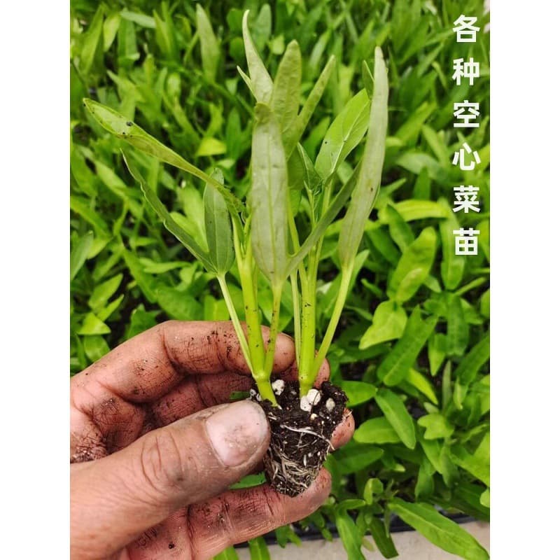 Four-season large-leaf water spinach seedlings, seeds, three-pronged high-yield bamboo willow leaf water spinach seedlings with roots and soil, potted hydroponics