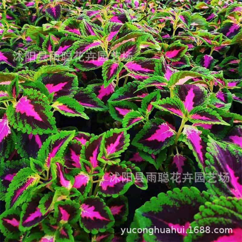 Coleus seeds, double-color grass seeds, balcony garden flower seeds wholesale, potted flowers, fun
