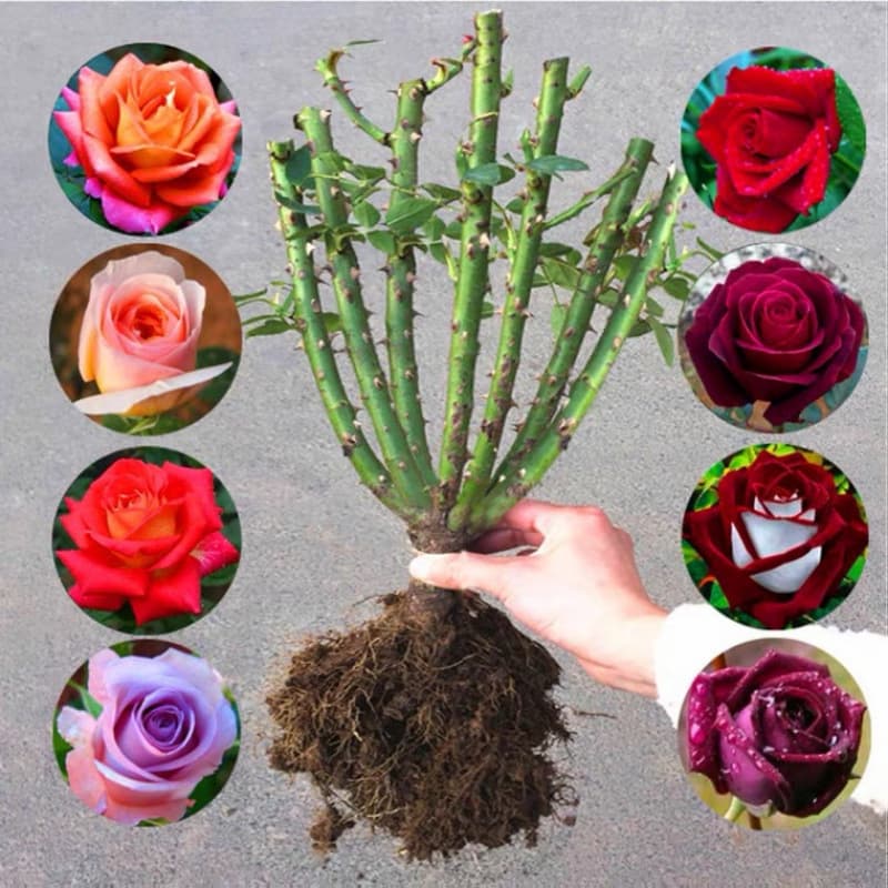 Rose Seedling Old Root Large Flower Ornamental Plant Potted Rose Indoor Outdoor Balcony Pot Not Included
