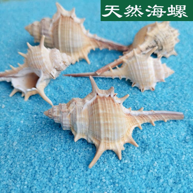 Natural shell spiny conch 5-9cm home fish tank aquarium imaging micro-landscape decoration