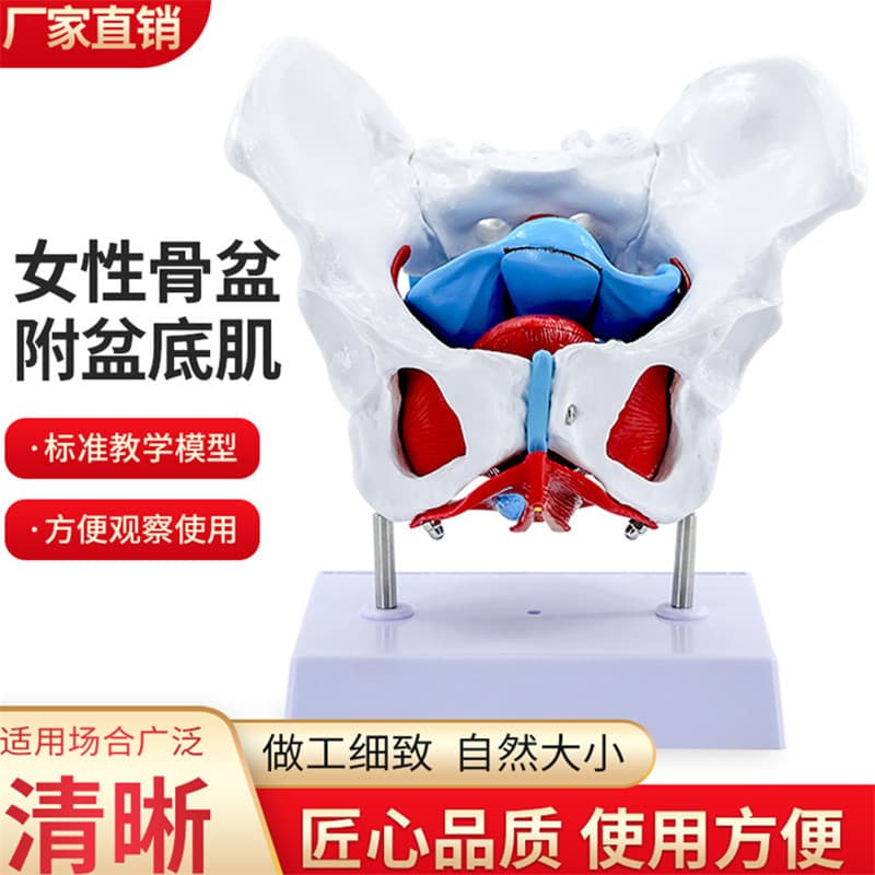 Women's Pelvic Model Pelvic Floor Muscle Model Uterus Birth Teaching For Obstetrics Gynecology