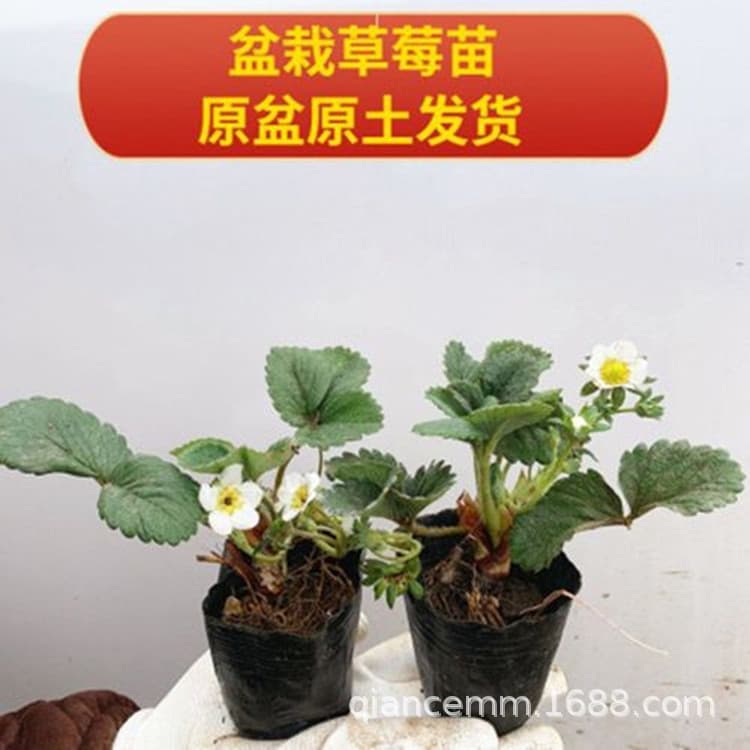 Strawberry Seedlings Cream Strawberry Planting Four-Season Fruiting Potted Plant for Courtyard, Balcony, Indoor, and Ground Planting Strawberry Cup Seedlings