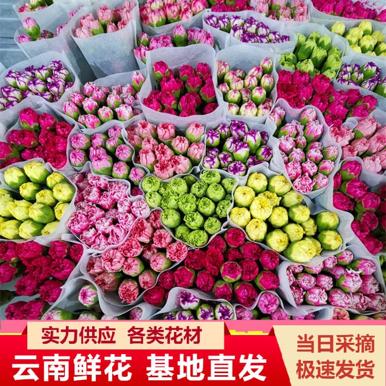 Carnation Fresh Flowers Wholesale Yunnan Kunming Single Head Carnation Cut Flowers Base Women's Day Mother's Day Teacher's Day Gift