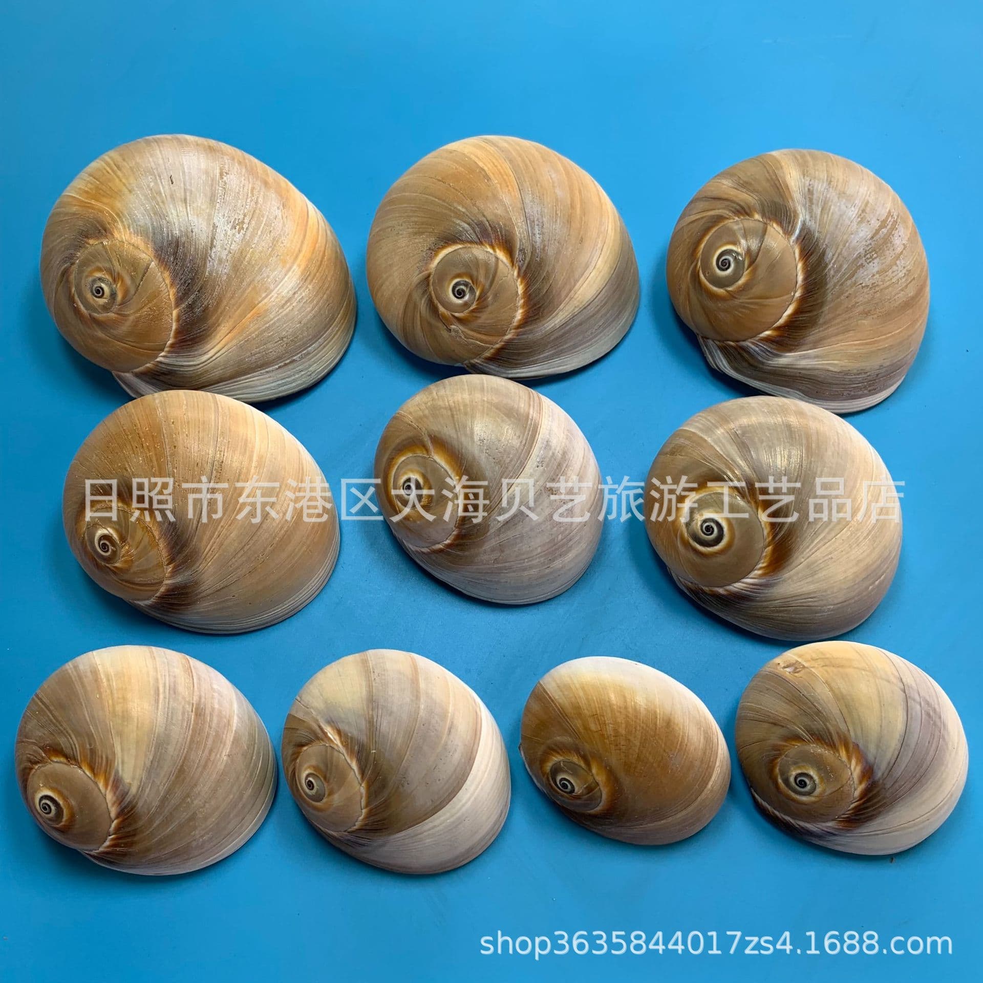Cat's eye snail, fragrant snail, mandarin duck snail, natural shell, conch hermit crab, hermit crab replacement shell, decorative crafts production