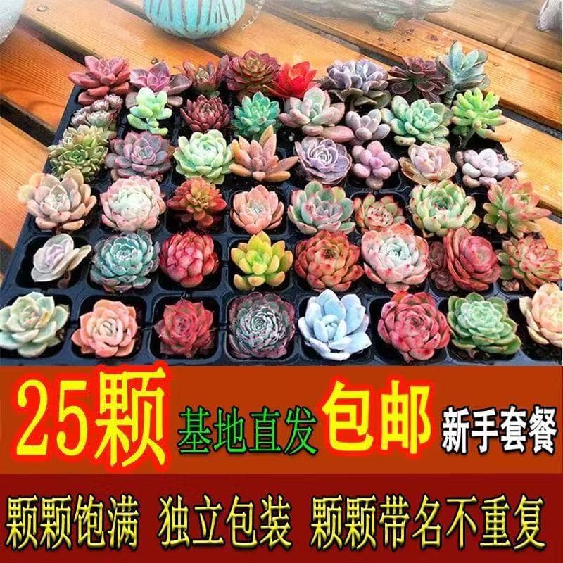 Succulent Plants Assorted Succulents Flower Succulent Pot Set Potted Plants Indoor Beginner Kit with Pots and Soil