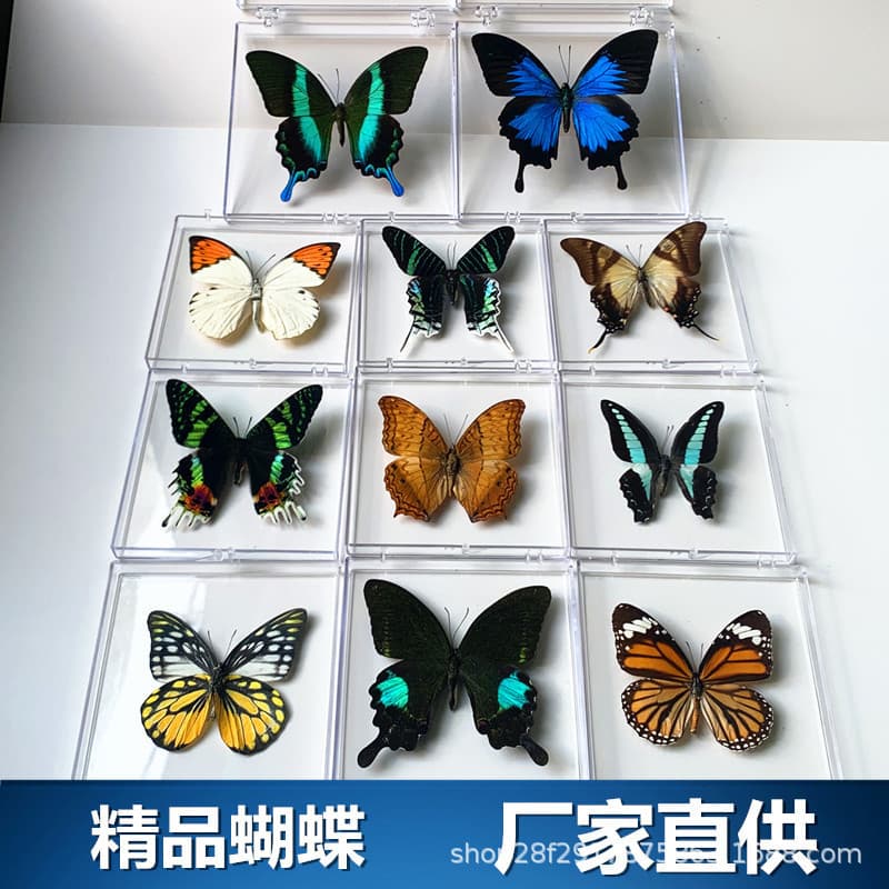 Diezhilian Butterfly Specimen Ornament Real Butterfly Insect Specimen with Wings Spread Student Creative Birthday Gift Transparent Box