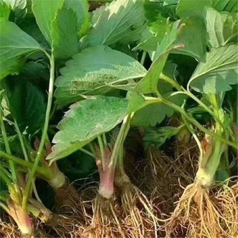 Large Strawberry Plants for Northern and Southern Regions, Cream Strawberry Seedlings for Potted or Garden Planting, Bear Fruit in the Same Year