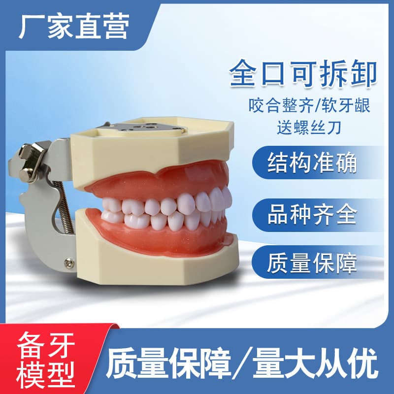 Dental Model, Oral Teaching Model, 28-Tooth Preparation Practice Model, Fully Removable Teeth Model
