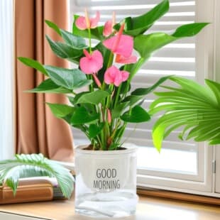 Anthurium and Spathiphyllum Potted Plants with Flowers, White Peace Lily, Hydroponic, Easy to Care for Indoor Plants, Evergreen