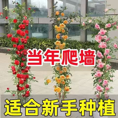 Climbing Rose Seedlings, Large-Flowered Fragrant Garden Vine Plants, Potted European Roses, Blooming in Four Seasons