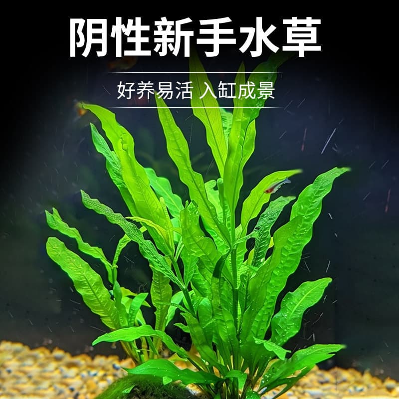 Fine-leaf iron crown aquatic plant antler iron crown fish tank live aquatic plant shade water culture lazy aquatic plant landscaping