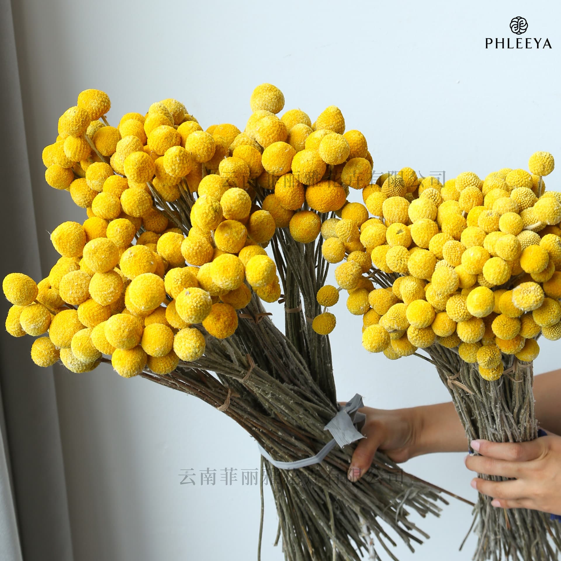 Golden Ball Dried Flowers Natural Real Flowers Living Room Home Decor Wealth Flower Decoration Floral Arrangement Ornament Ins Style Craspedia Photography