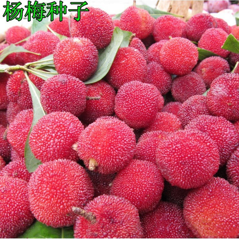 Freshly picked bayberry seeds, fruit tree seeds, Dongkui bayberry seeds, Sheng Sheng plum, Bai Di plum tree seeds, free shipping.