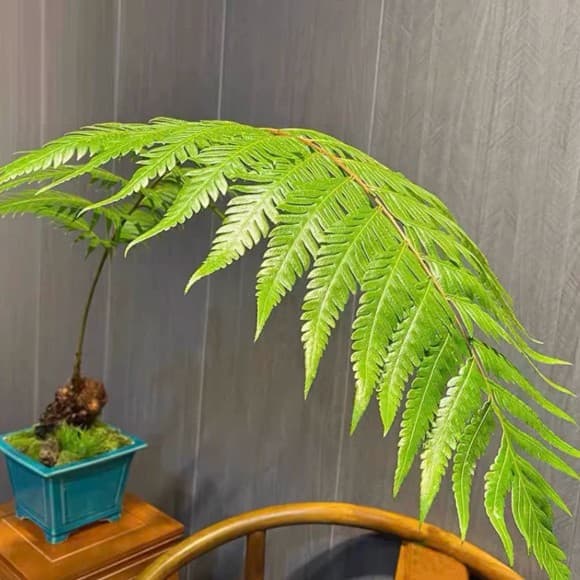 Phoenix tail fern, dog spine fern, potted plant, Zen fern, green plant, house monkey, popular indoor fern, dog tail fern