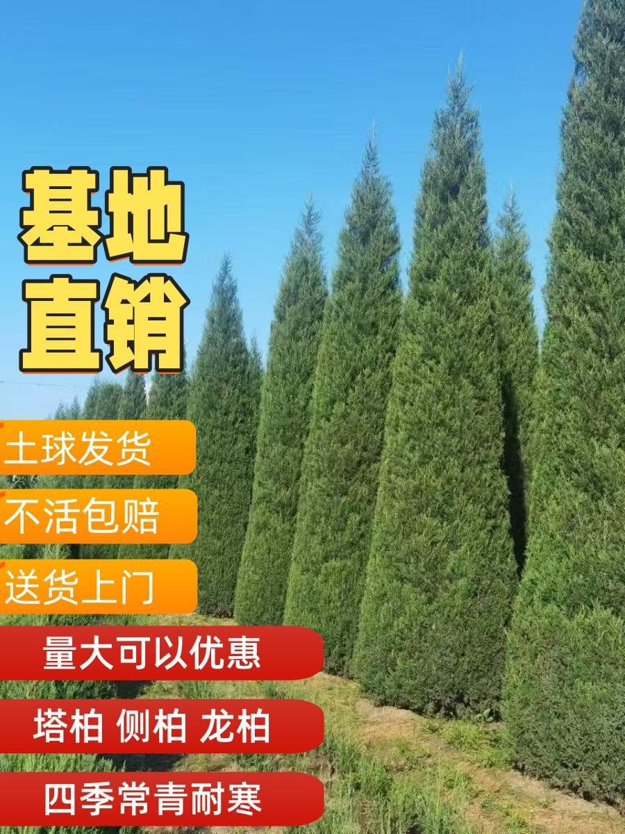 Platycladus orientalis, Sabina chinensis, Platycladus orientalis, Sabina chinensis cv. Kaizuca, plant festival, tower pine, arborvitae, evergreen landscaping trees