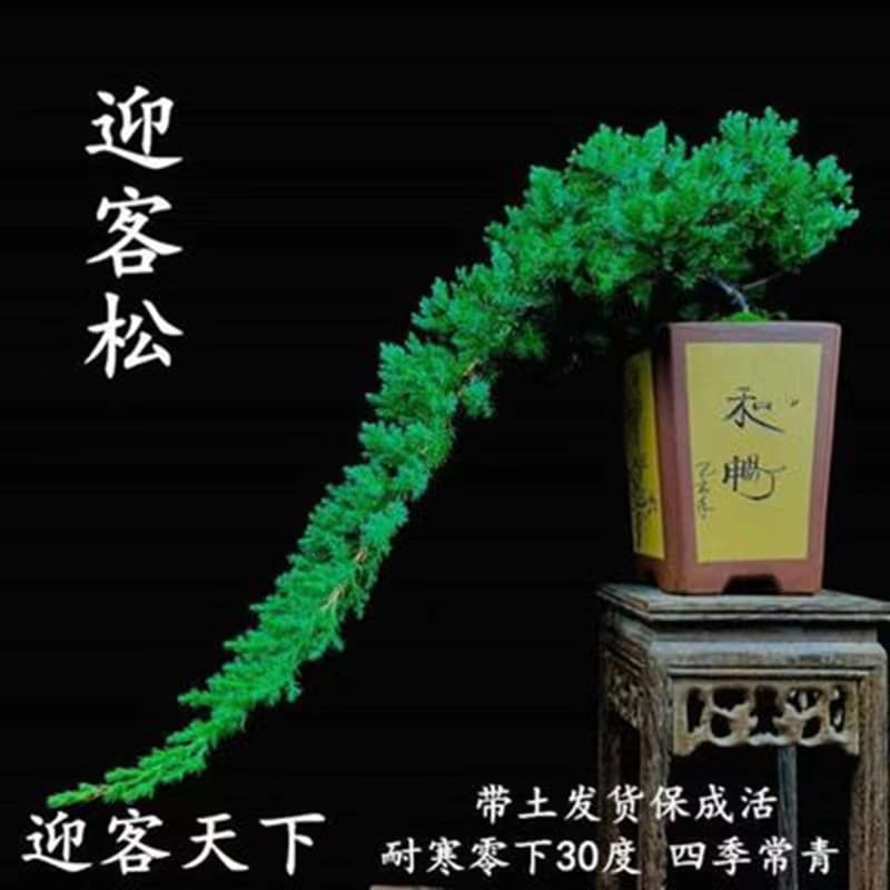 Welcome Pine Bonsai, Ground Cypress Bonsai, Evergreen Garden Cypress Seedlings, Cold-Resistant Greenery Pine Seedlings