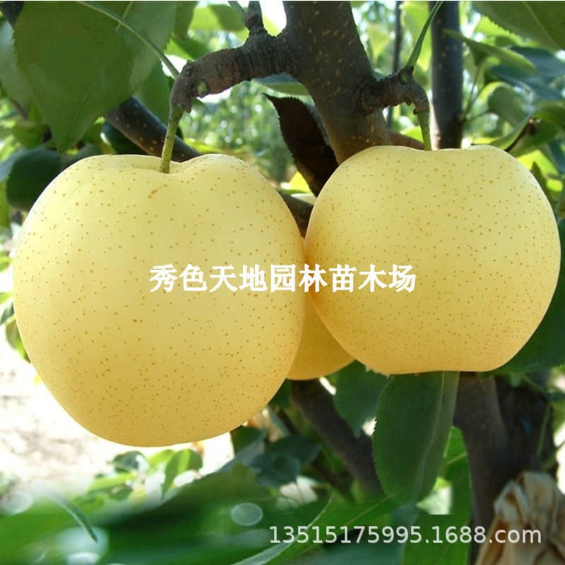 Pear Tree Seedlings for Planting, Qiuyue Apple, Crown Pear Tree Live Saplings, Grafted Ground Planting Fruit Tree Seedlings for Southern and Northern Regions