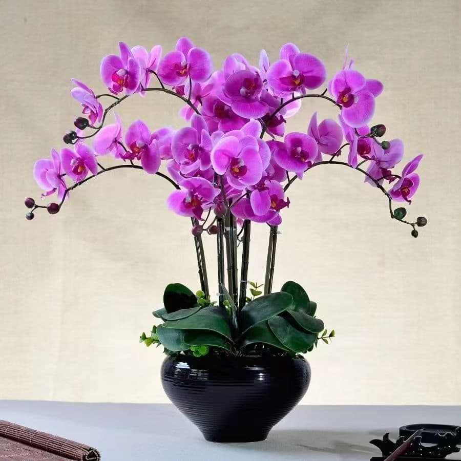 Phalaenopsis orchid seedlings with flower stalks, potted green plants, orchid seedlings of various sizes, indoor plants for living room, flowers, easy to grow all year round