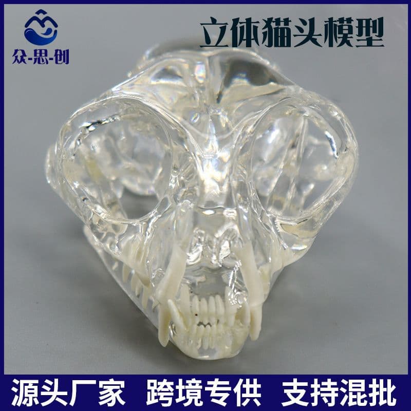 Dental Oral Teaching Pet Animal Veterinary Stomatology Teaching Model Cat Head Model Cat Teeth Dog Rabbit Head
