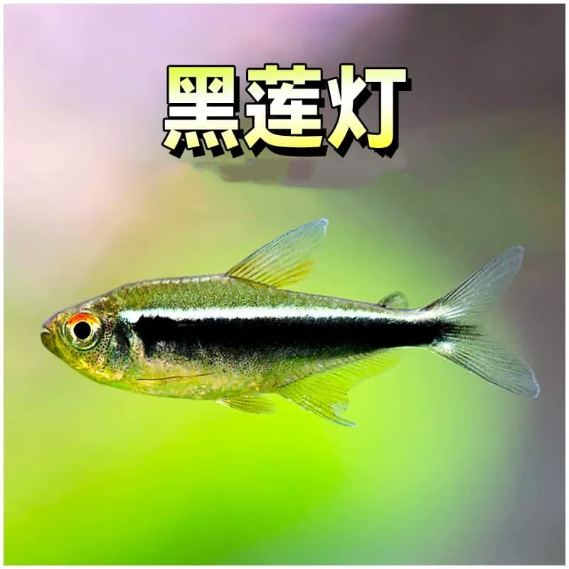 Black lotus lantern fish black light tube small ornamental fish aquatic plant tank black light family live freshwater group swim neon live tropical
