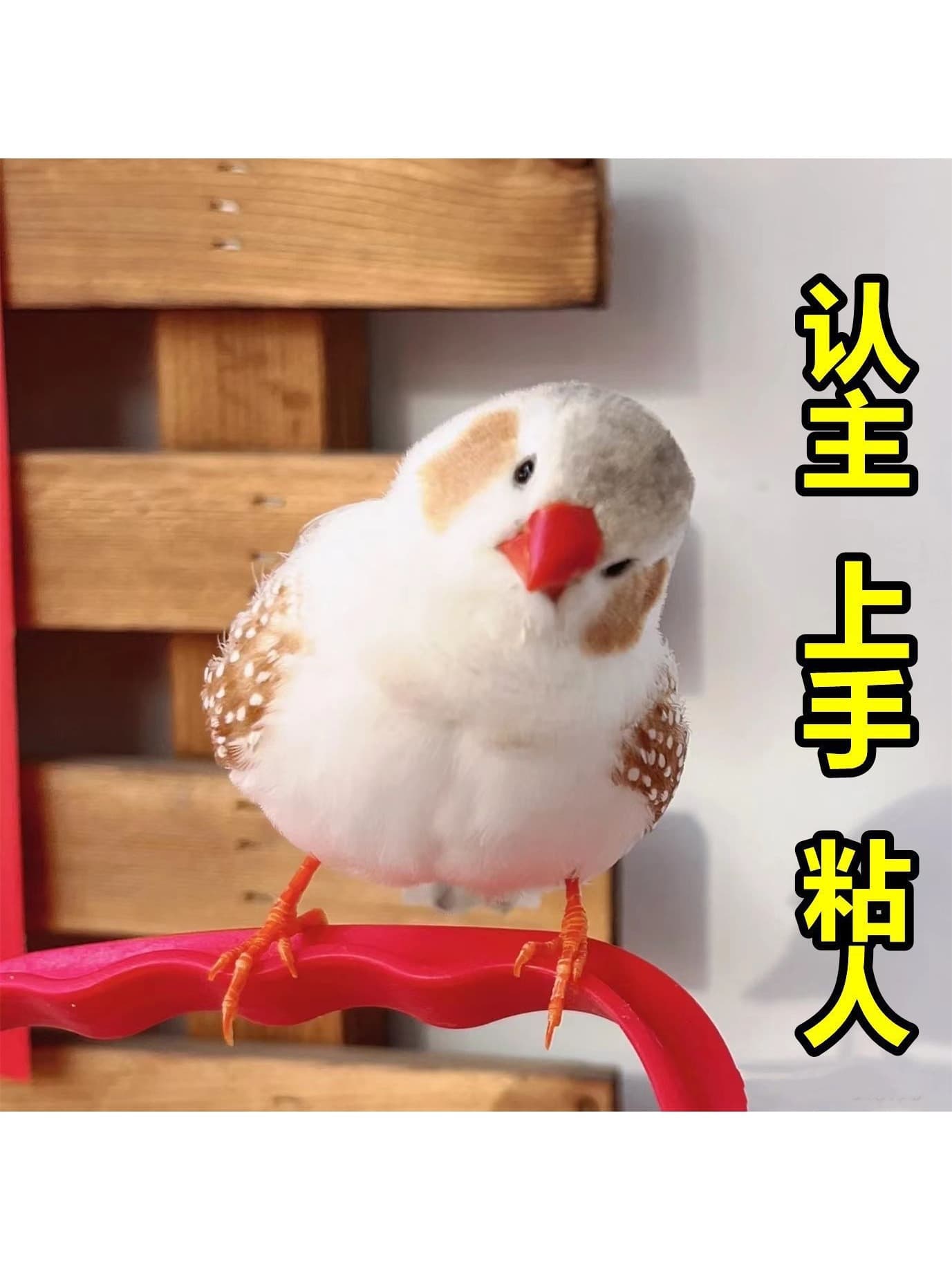 Zebra Finch Pet Live Bird, Gray White Pearl Finch, Cute Pet Bird, Pair of Small Birds, Wooden Other
