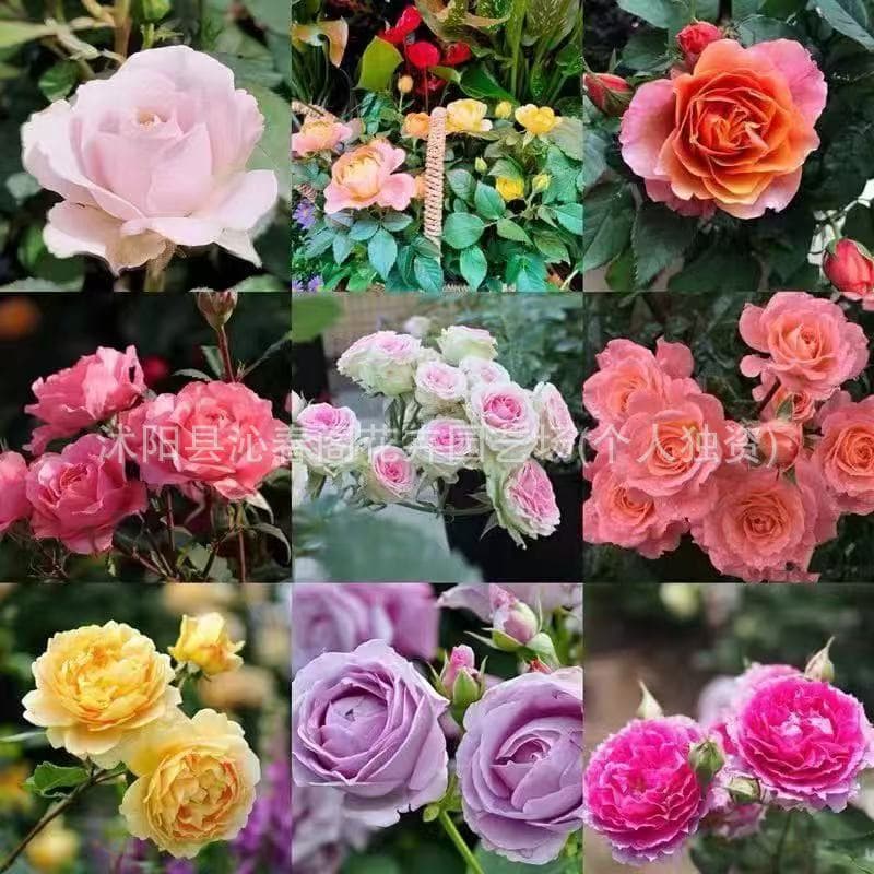Rose seeds, bloom all year round, easy to grow, suitable for indoor pots, indoor and outdoor gardens, green plants and flower seeds