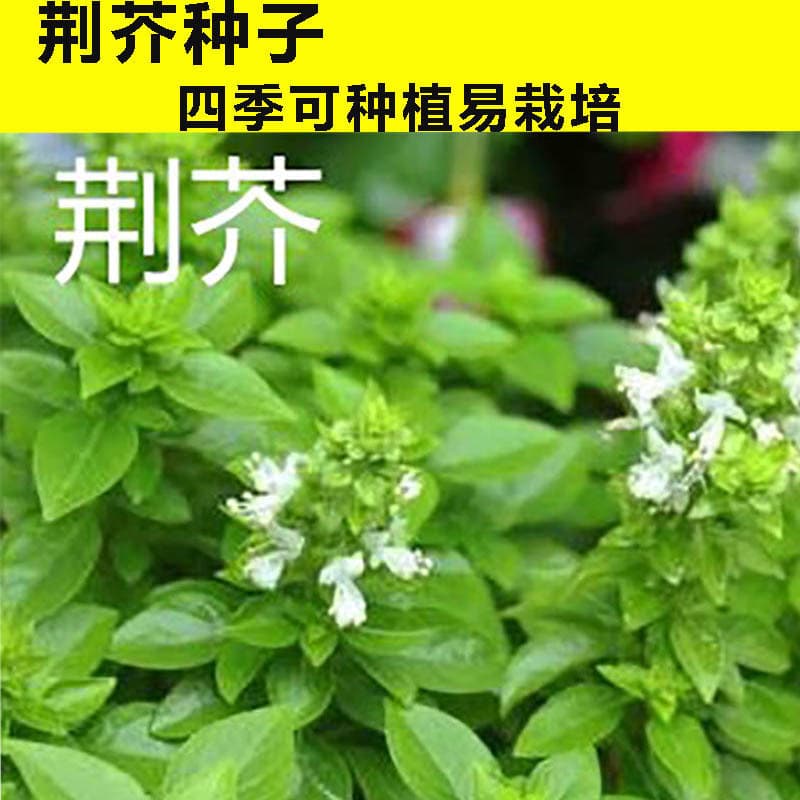 Large Leaf Catnip Seeds Henan Catnip Seeds Four Seasons Heat Resistant Disease Resistant Balcony Potted Vegetable Catnip Seeds