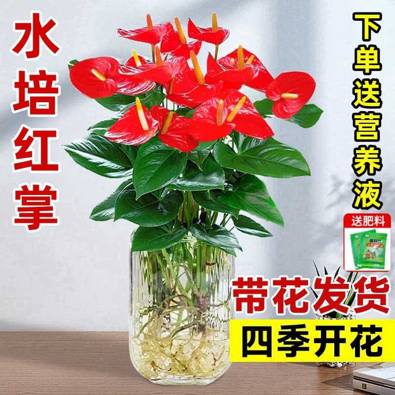Hydroponic Anthurium and Spathiphyllum Potted Plants, Smooth Sailing Indoor Greenery, Lucky and Blooming All Year Round