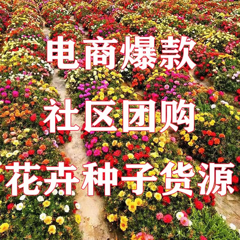 【Flower Seeds Collection】Sunflower Seeds, Cosmos Seeds, Bowl Lotus Seeds, Rose Seeds, Zinnia Seeds