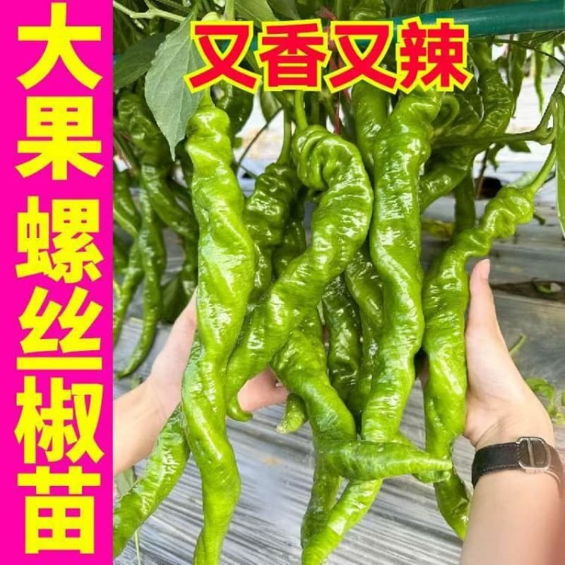 Pepper Seedlings: Thin-skinned Pepper, Screw Pepper, Long Line Pepper, Lantern Pepper, Chili Pepper, Millet Pepper, Sweet Pepper, Four-Season Seedlings for Planting