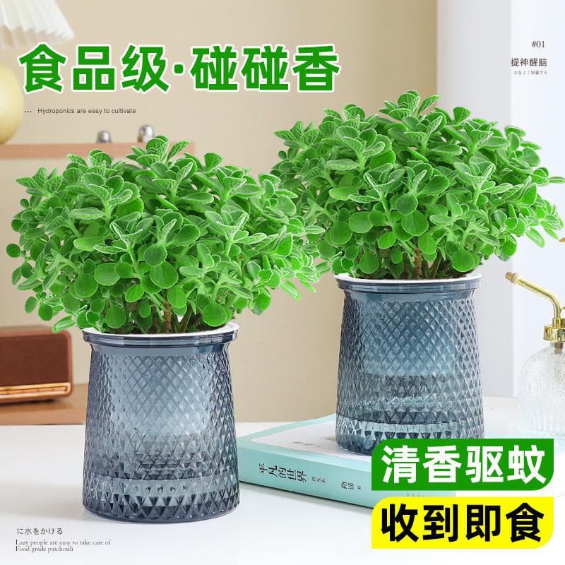 Edible Pilea Peperomioides Mint Potted Plant Leaf Seedling Office Indoor Green Plant Mosquito Repellent Rosemary Hydroponic Plant Flower