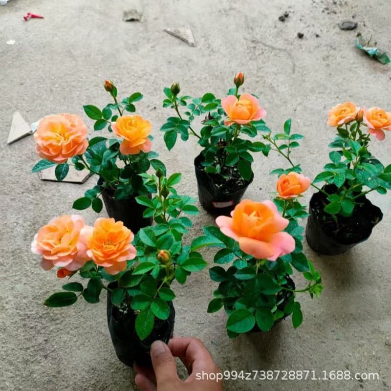 Juice Balcony Mini Rose Potted Plant Cut Flower Rose Seedling Climbing Rose Plant Multi-Season Blooming