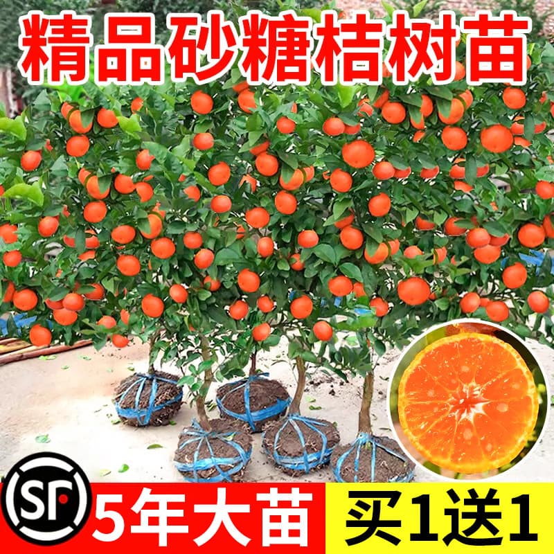Sugar Orange Tree Seedling, Sugar Orange Potted Plant, Fruit Tree Seedling, Kumquat, Fruit for Southern and Northern Planting, Citrus with Fruit