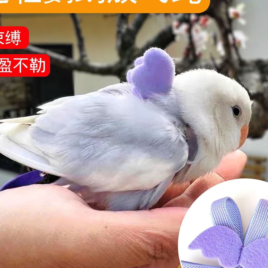 Parrot Leash for Outdoor Flying, Harness for Walking Birds, Budgerigar Cockatiel Small Bird Walking Leash
