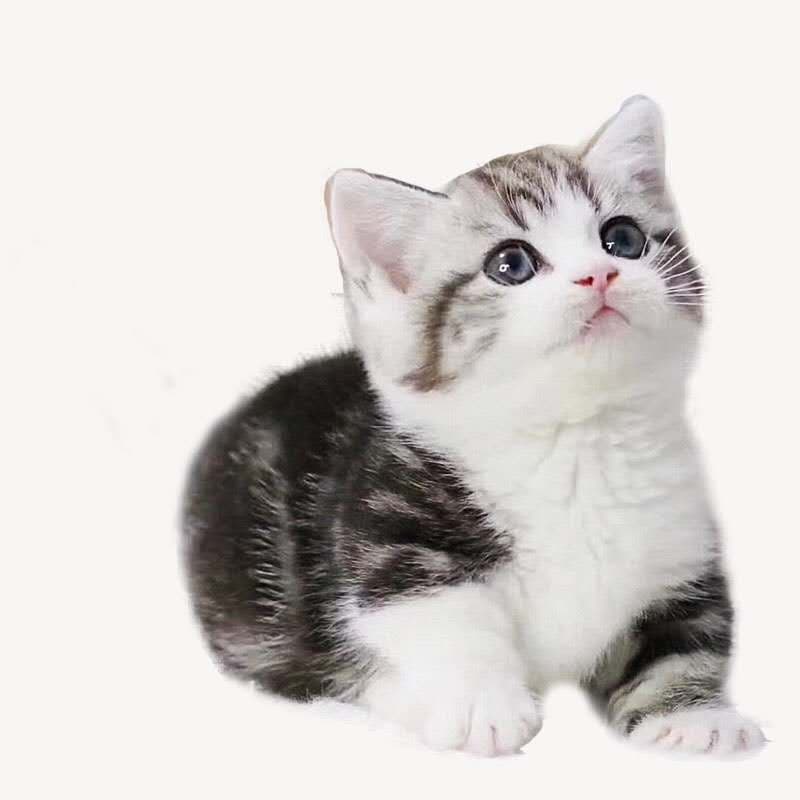 Purebred American Shorthair Cat Live Tabby Cat Short Leg Cat Scottish Fold Small Cat Live Pet Cat American Shorthair White and Cream Cheese Cat