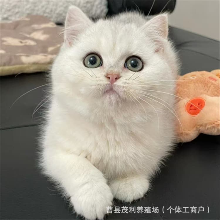 Silver Shaded Pet Cat Kitten Live, Juvenile Silver Shaded Munchkin Live British Shorthair Silver Shaded Vaccinated