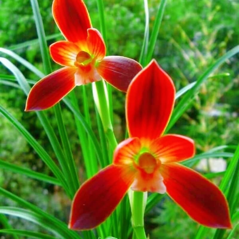 Orchid seedlings, dwarf Cymbidium goeringii, Cymbidium faberi, Green Cloud variety, beautiful potted plants.
