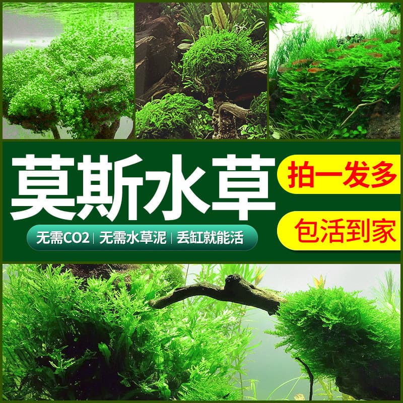 Moss Aquatic Plant Foreground Living Shade Moss Carpet Coral Moss Low-Maintenance Ecological Ornamental Fish Tank Aquascaping
