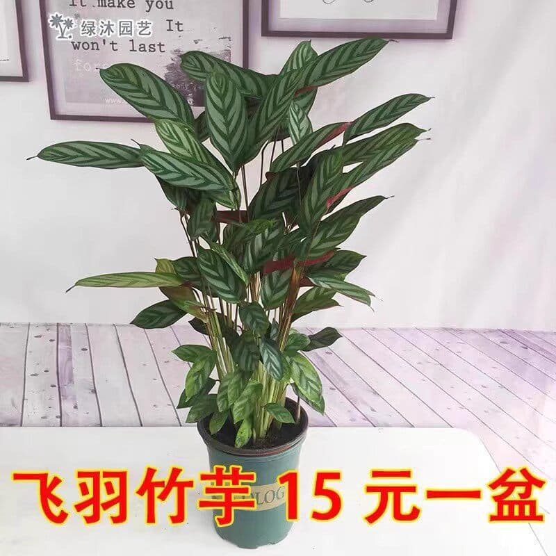 New and Old Varieties of Calathea Bamboo Plants, Popular Indoor Plants That Are Shade-Tolerant, Evergreen, Large-Leafed Ornamental Green Plants That Are Fun and Easy to Care for