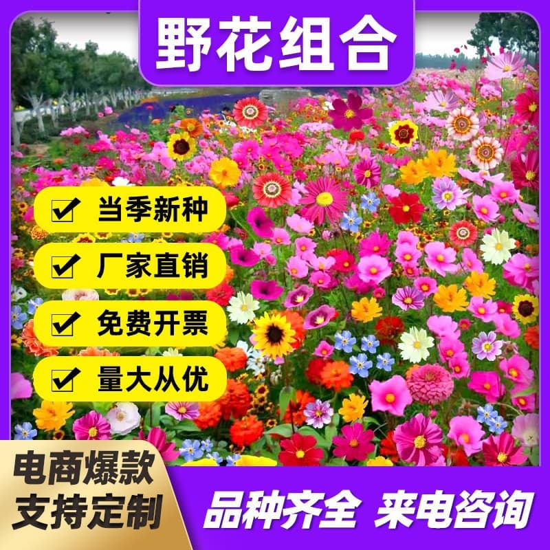 Wildflower Mix Seeds for Outdoor Sun, Sunflower Seeds, Zinnia Seeds, Seven-Color Cosmos, Four-Season Blooming Flowers